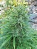 small sch bud.jpg