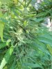sch bud3.jpg