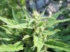sch bud5.jpg