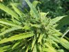 sch bud6.jpg