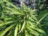 sch bud7.jpg