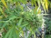 big sch bud2.jpg