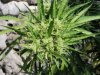 big sch bud3.jpg