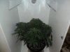 grow 302.jpg