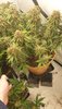 kosher cake by fastbuds