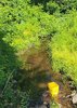 Growing in my brook
