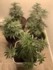 7 weeks