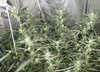 DG.3_day44_top.jpg