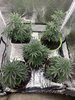 8 weeks