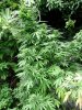 bush1.jpg