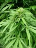bush bud1.jpg