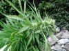 bush bud2.jpg