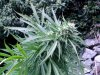 bush bud2 silvery.jpg
