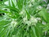 bush bud3.jpg
