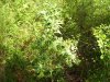100_3311.jpg