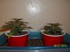 day 19 pic 1.jpg