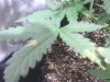 IMG_20130930_145947.jpg