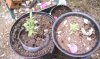 IMAG0471.jpg