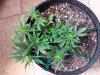 20131001_053513.jpg 20131001_053513.jpg
