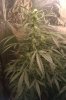 plant 2, 55 days.jpg
