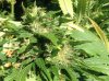 9.29 LAC bud.jpg