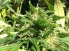 9.29 LAC bud2.jpg