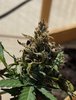 IMG_1144.jpeg