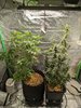 mandarine-03-tent-duo.jpg