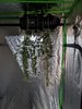 mandarine-01-02-dry.jpg