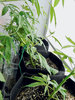 dr-jack-clones-2-3-day-36-1.jpeg dr-jack-clones-2-3-day-36-1.jpeg