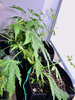 dr-jack-clones-2-3-day-36.jpeg dr-jack-clones-2-3-day-36.jpeg