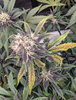 PXL_20220724_022629267.jpg