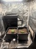Cosmic apprentice and tangie freebie from multiverse
