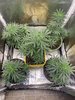 10 weeks