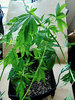 dr-jack-clone-3-day-45.jpeg dr-jack-clone-3-day-45.jpeg