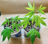 dr-jack-clones-6-7-day-20-2.jpeg dr-jack-clones-6-7-day-20-2.jpeg
