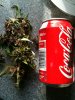 ImageUploadedByTapatalk1319886624.786584.jpg