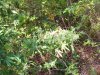 100_3335.jpg