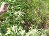 100_3336.jpg