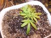 100_3372.jpg