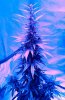 IMG_Xmas Tree.jpg