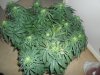 grow 392.jpg