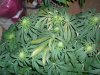 grow 391.jpg