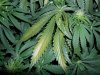 grow 390.jpg