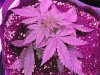 grow pics 002.jpg