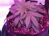 grow pics 003.jpg