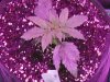 grow pics 005.jpg grow pics 005.jpg