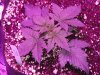 grow pics 006.jpg