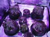 grow pics 008.jpg