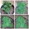 week 5 after flush.jpg